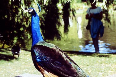 2011-07-06_51.JPG