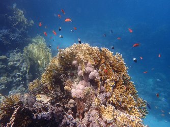 Ägypthen_Marsa-Alam_2015_192.jpg