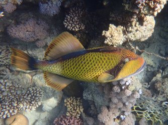 Ägypthen_Marsa-Alam_2015_319.jpg