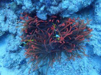 Ägypthen_Marsa-Alam_2015_449.jpg