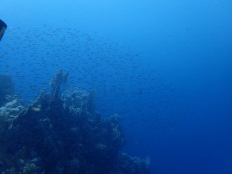 Ägypthen_Marsa-Alam_2015_519.jpg