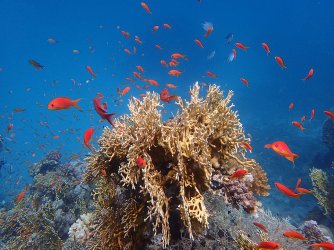 Ägypthen_Marsa-Alam_2015_617.jpg