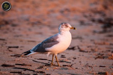 Möwe.jpg