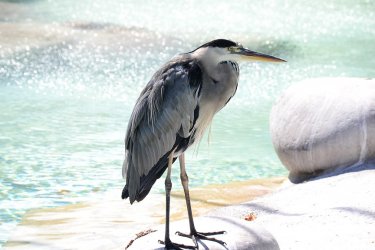 DSC_0264.JPG