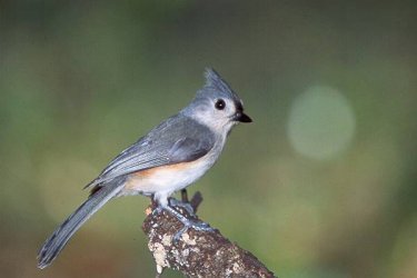 titmouse.jpg