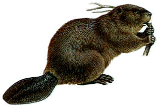castor1.gif