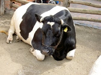 Bilder neu Kam.treffen,Zoo,etc. 077.jpgkomp.jpg