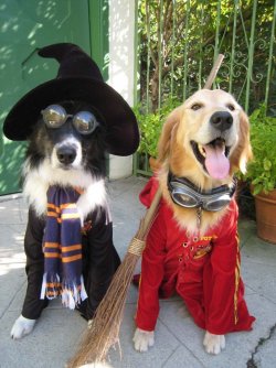 Lustige_Halloween-Kostueme_fuer_Tiere_4.jpg