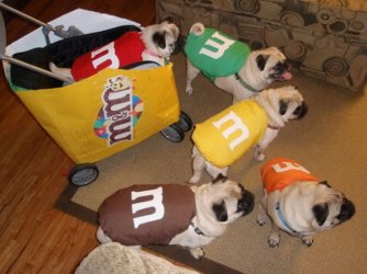 Lustige_Halloween-Kostueme_fuer_Tiere_13.jpg