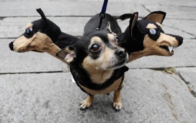Lustige_Halloween-Kostueme_fuer_Tiere_17.jpg