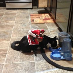 Lustige_Halloween-Kostueme_fuer_Tiere_21.jpg