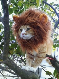 Lustige_Halloween-Kostueme_fuer_Tiere_24.jpg