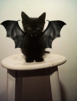 Lustige_Halloween-Kostueme_fuer_Tiere_25.jpg