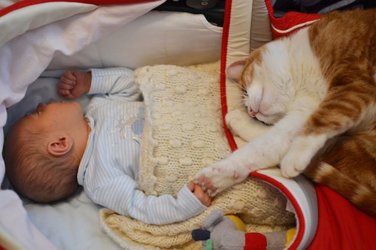 Deshalb_brauchen_Babys_eine_Katze_22.jpg