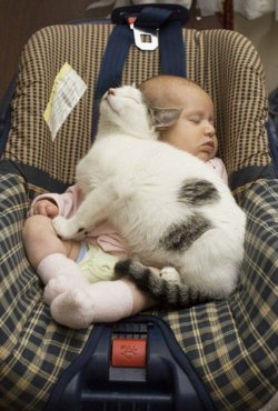 Deshalb_brauchen_Babys_eine_Katze_25.jpg