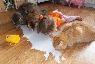 Deshalb_brauchen_Babys_eine_Katze_4.jpg