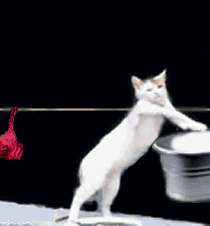 8.gif