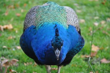 pfau.JPG