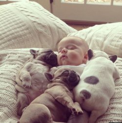 die_suessesten_Bulldoggen-Babys_der_Welt_9.jpg