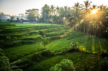 Indo-4.JPG