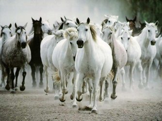horses-jigsaw-puzzles-654848-h900.jpg