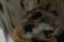 upload_2015-11-23_20-42-29.png