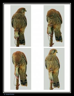 Collage Falke Maus - k.jpg
