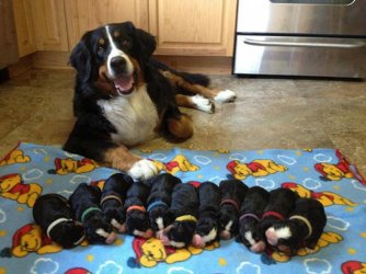 Niedliche_Welpen_mit_ihrer_Mama_5.jpg