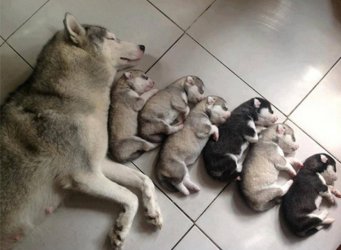 Niedliche_Welpen_mit_ihrer_Mama_4.jpg