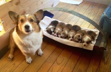 Niedliche_Welpen_mit_ihrer_Mama_2.jpg