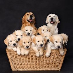 Niedliche_Welpen_mit_ihrer_Mama_21.jpg