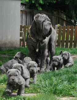 Niedliche_Welpen_mit_ihrer_Mama_14.jpg