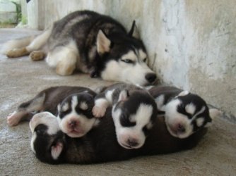 Niedliche_Welpen_mit_ihrer_Mama_13.jpg