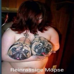 Möpse.jpg
