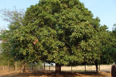 800px-MANGOTREE247.jpg