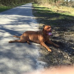 BDogge.jpg
