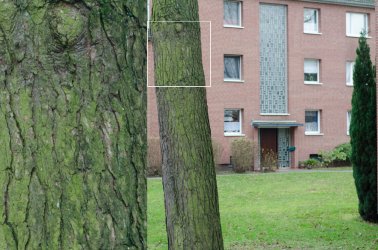Baum 50.jpg