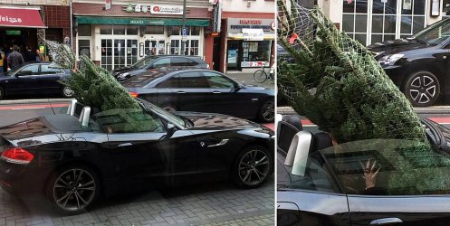 Z4 Baum.jpg