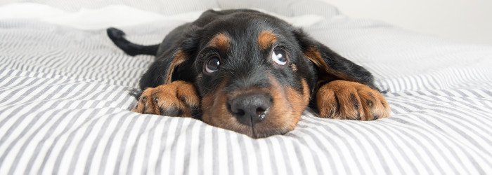 urlaub-mit-hund.jpg