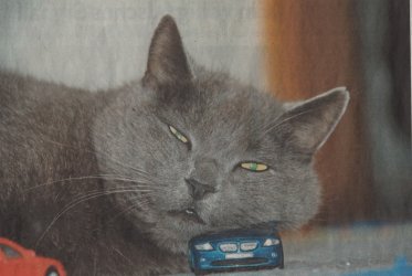 Katze Z4.jpg