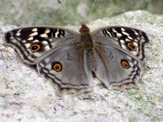 graue_schmetterling.jpg