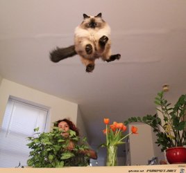 K9.jpg