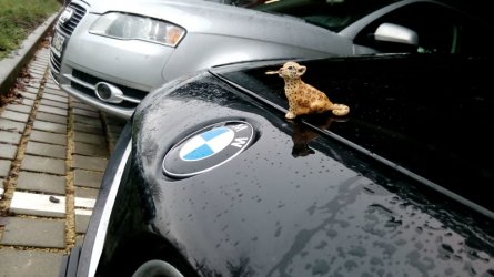 BMW Leaper.jpg
