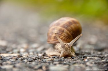 schnecke.jpg