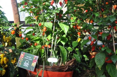 Herrenhausen_2015 (16).JPG