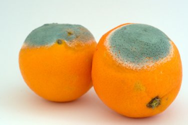 Schimmelpilz_Orangen.jpg