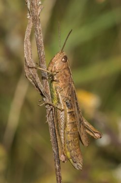 IMG_0366.jpg