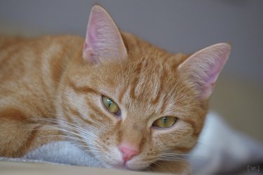 garfield.jpg