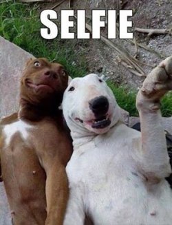 Hundeselfie.jpg