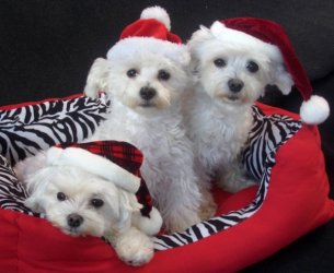 3 kleine Nikoläuse2.jpg